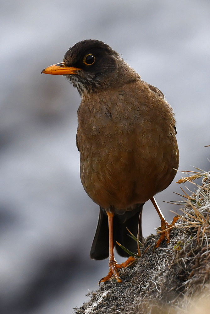 Portrait of an adult Austral thrush (Turdus falcklandii) of the subspecies Falkland thrush (Turdus falcklandii falcklandii), Falkand Islands, South America