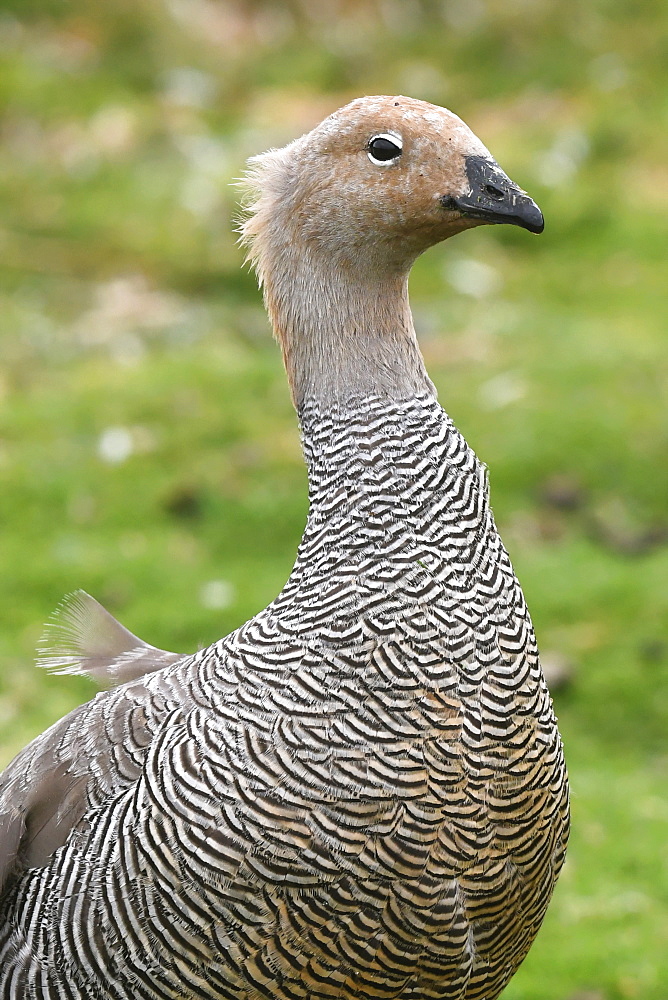 Portrait of a female upland goose (Chloephaga picta) standing in grassland at Volunteer Point, Falkland Islands, South America