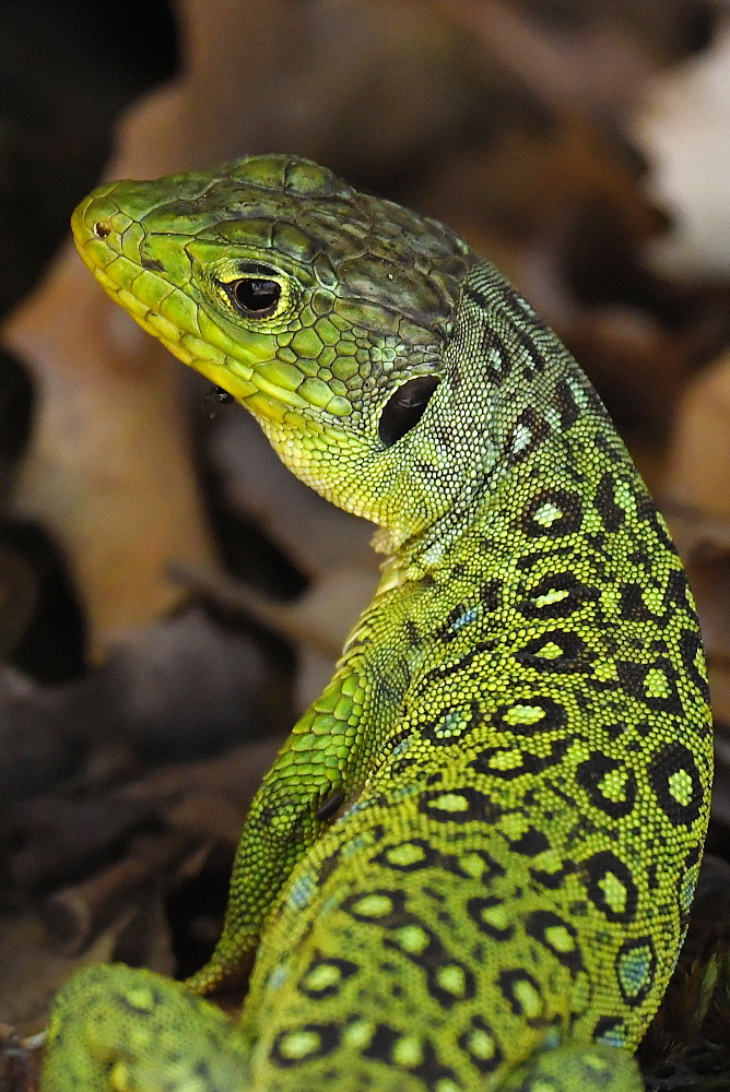 Portrait of an ocellated lizard (Timon lepidus) in El Torcal, Malaga, Andalucia, Spain, Europe