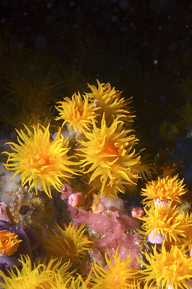 Golden Coral (Dendrophyllid) soft coral. Borneo, Malaysia (A4 only).