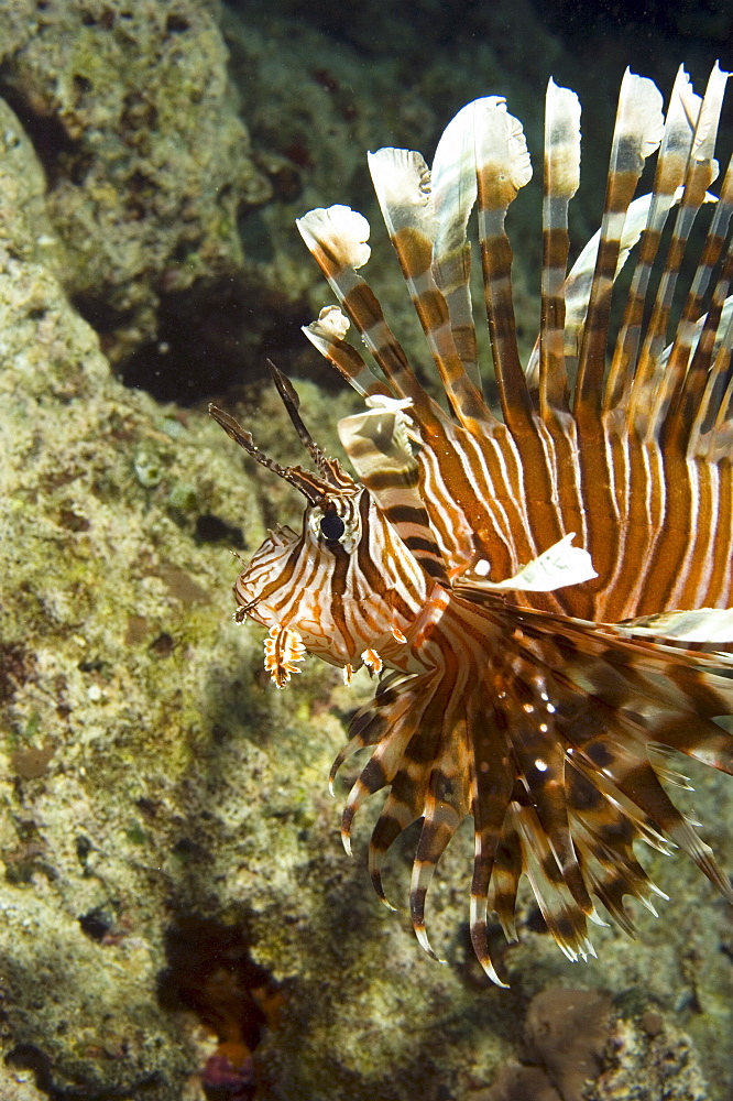 Lionfish (Pterois volitans?).  Borneo, Malaysia (A4 only).