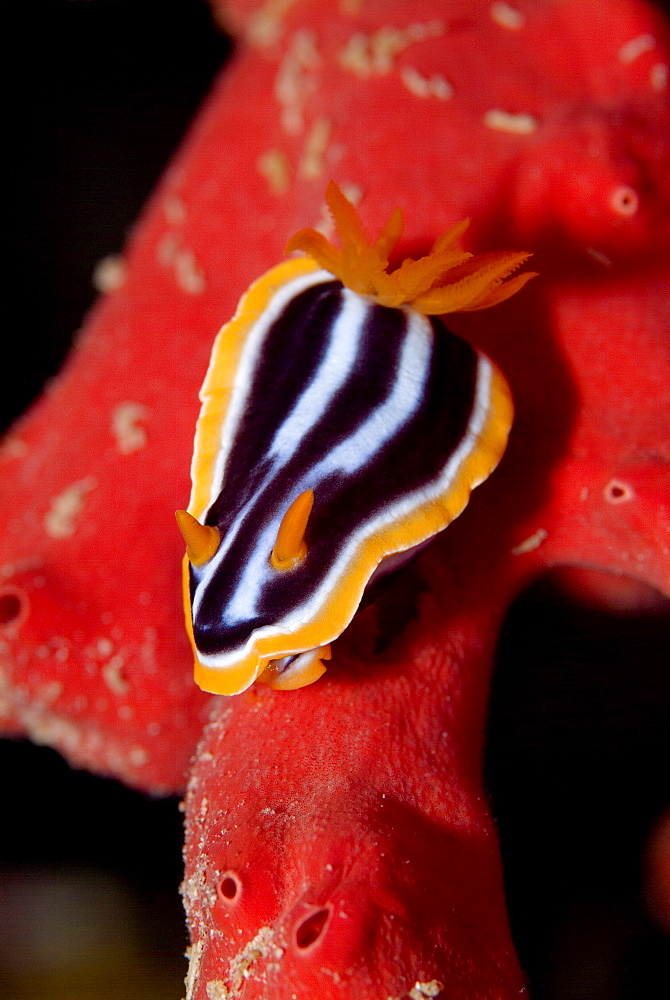 Pyjama Nudibranch (Chromodoris quadricolor) on fire sponge. Red Sea.