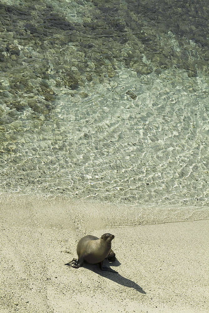 Galapagos Sea Lion (Zalophus californianus wollebacki). Galapagos.