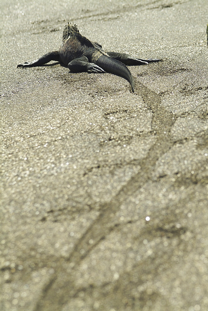 Galapagos marine iguana (Amblyrhynchus cristatus). Galapagos.