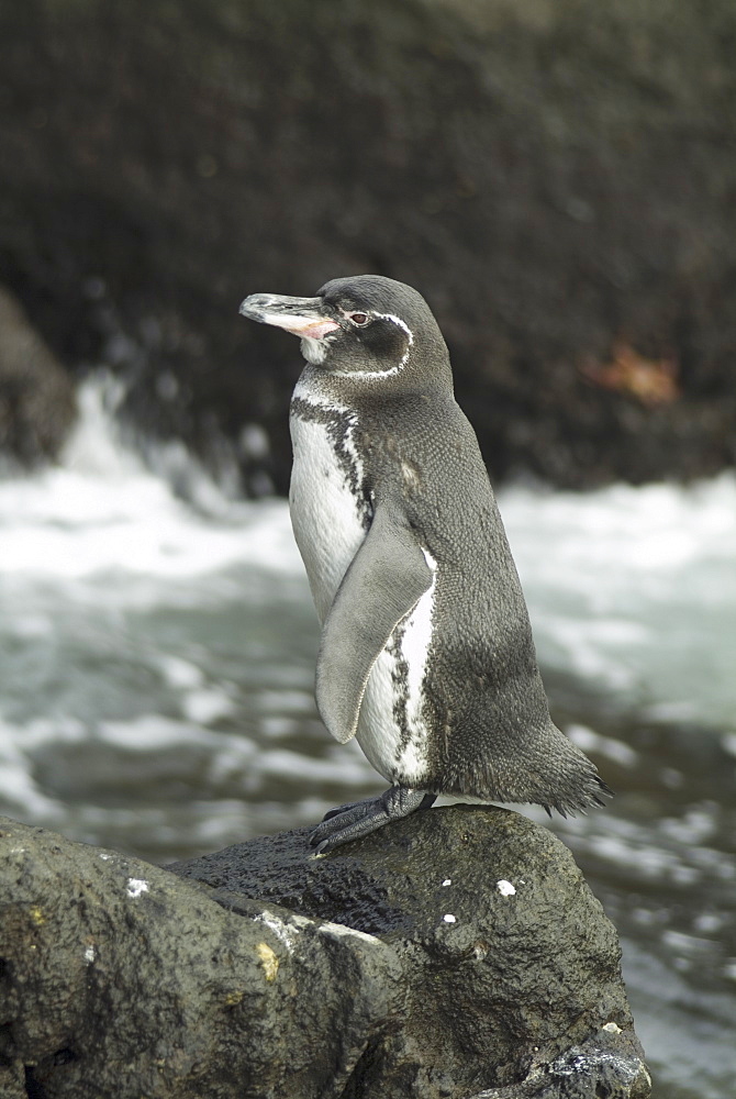 Galapagos penguin (Spheniscus mendiculus). Galapagos.