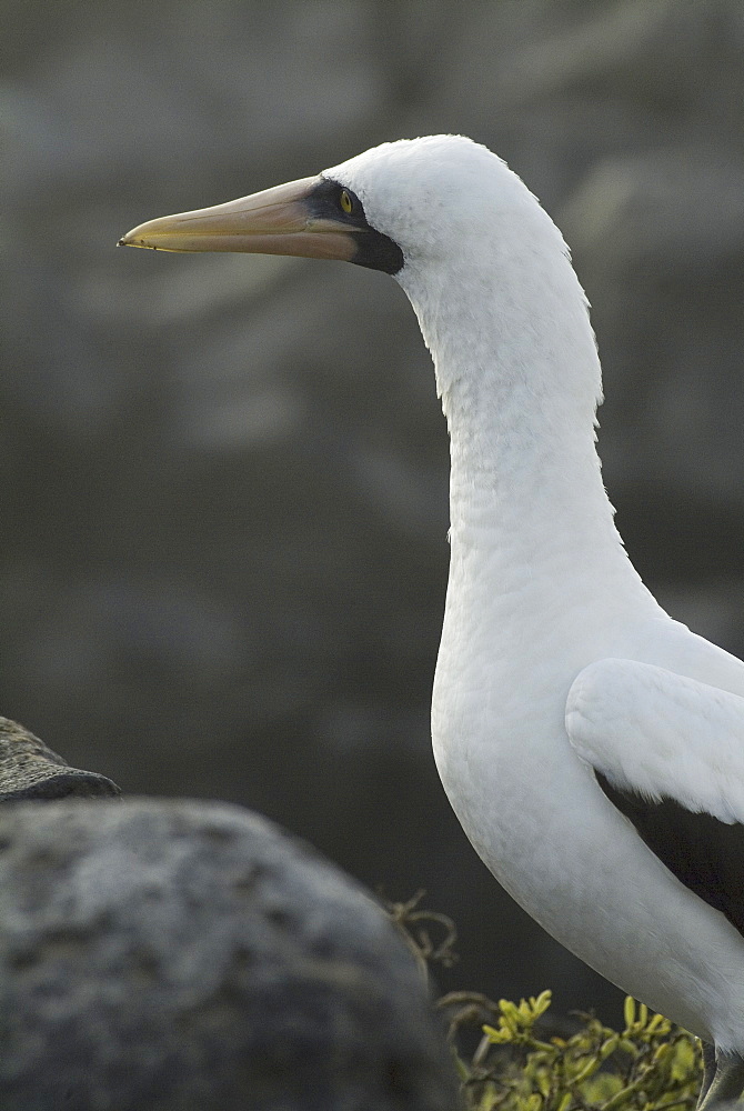 Nazca (masked) booby (Sula dactylatra). Galapagos.