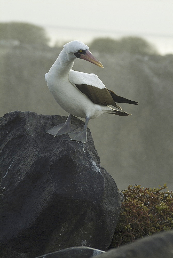 Nazca (masked) booby (Sula dactylatra). Galapagos.