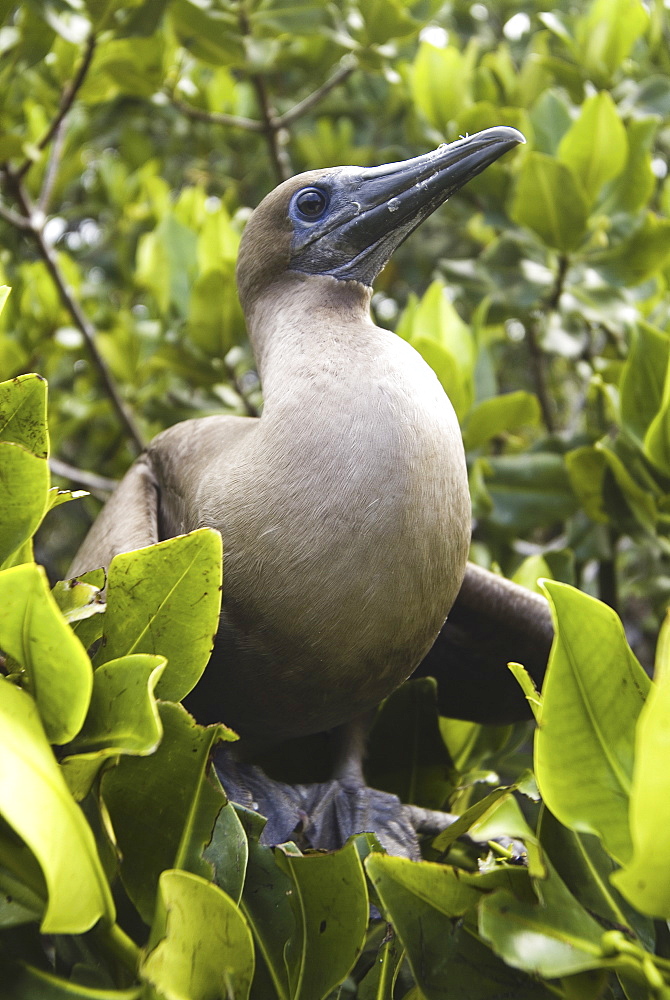 Red-footed booby (Sula sula). Galapagos.