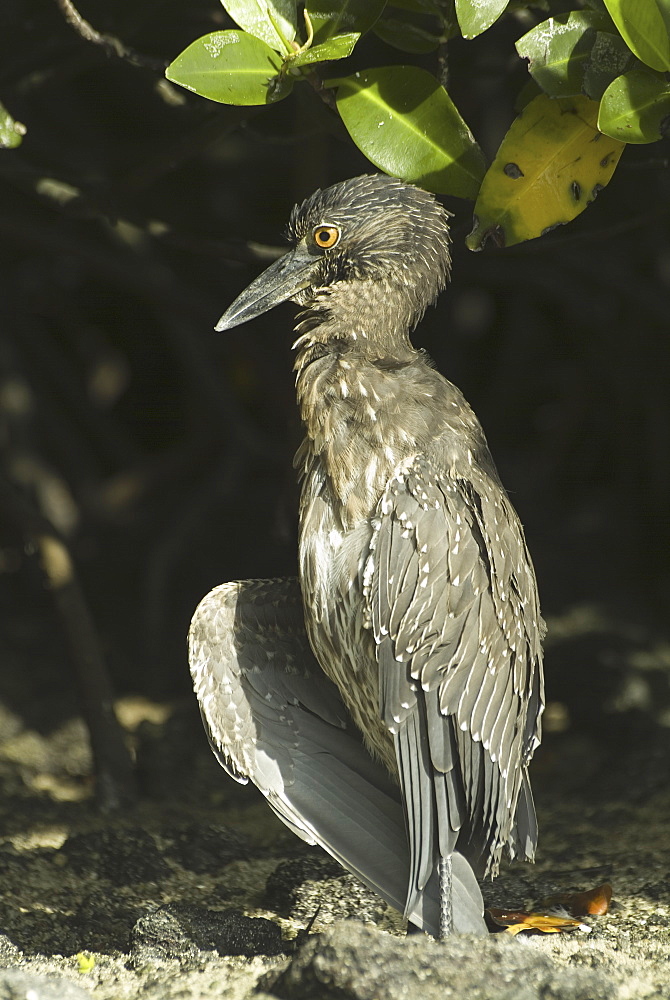 Galapagos heron. Galapagos.