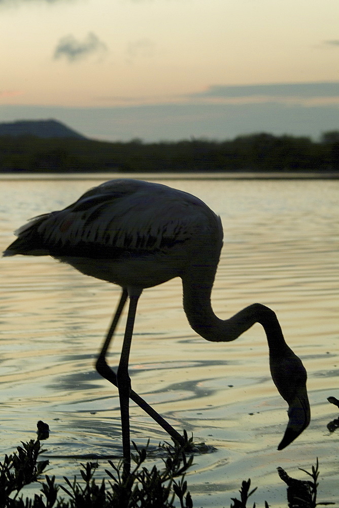 Galapagos Flamingo (Phoenicopterus ruber). Galapagos.