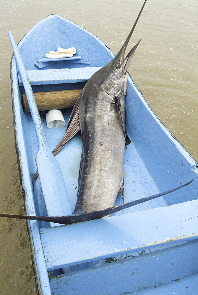 Various types of billfish. Uncontrolled fishing in Ecuador.