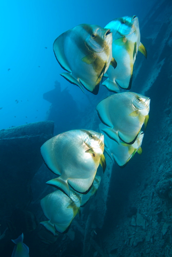 Wreck diving - SS Thistlegorm. Red Sea.