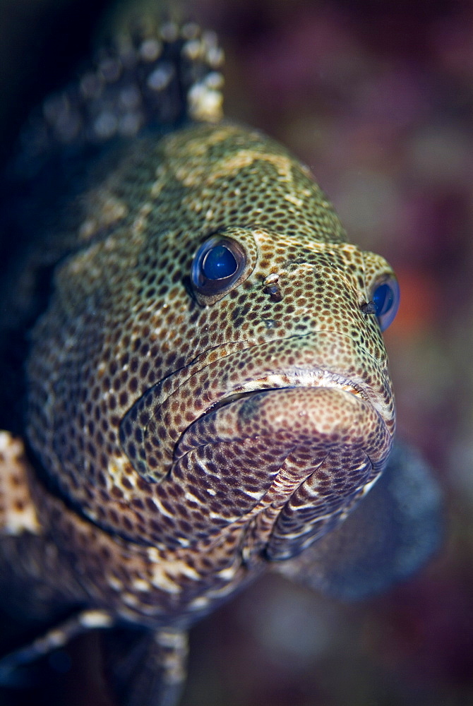 Marbled Grouper (Epinephelus polyphekadion). Red Sea.