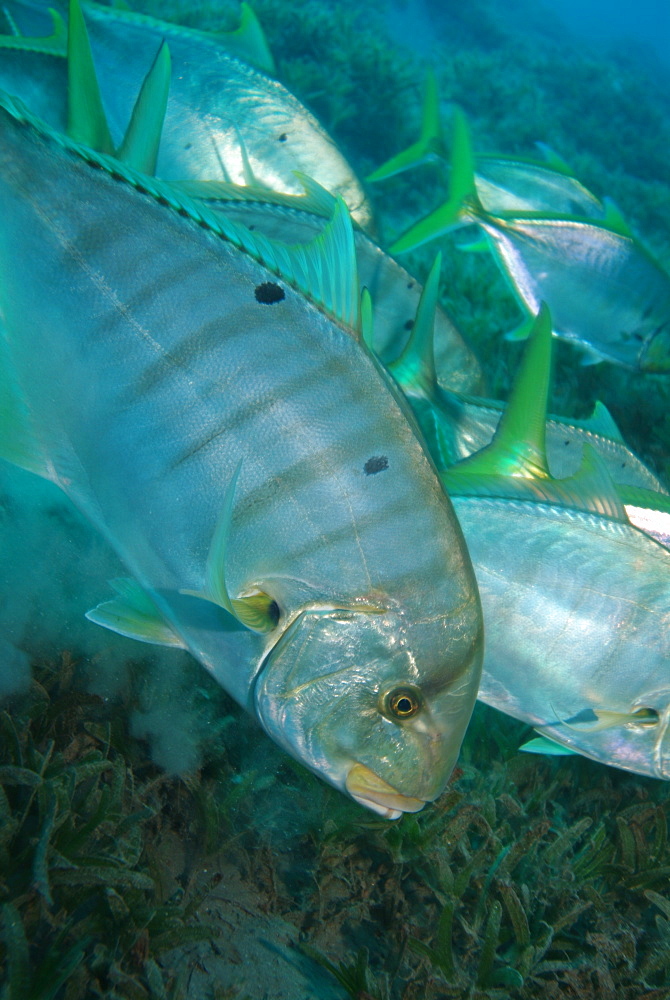 Striped Jacks grazing eelgrass. Red Sea.