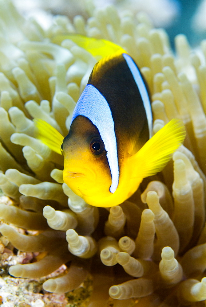 Red Sea Anenomefish (Amphiprion bicinctus). Red Sea.