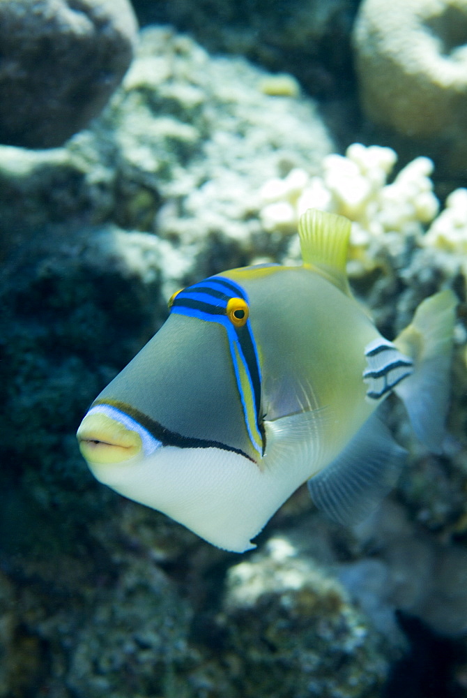 Picasso Triggerfish (Rhinecanthus assasi). Red Sea.