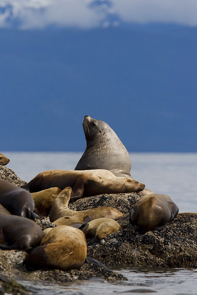 All ages and both sexes of northern (Steller) sea lions (Eumetopias jubatus) hauled out on the Brothers Island Group in Frederick Sound, Southeast Alaska, USA