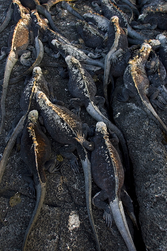 The endemic marine iguana (Amblyrhynchus cristatus) in the Galapagos Island Group, Ecuador