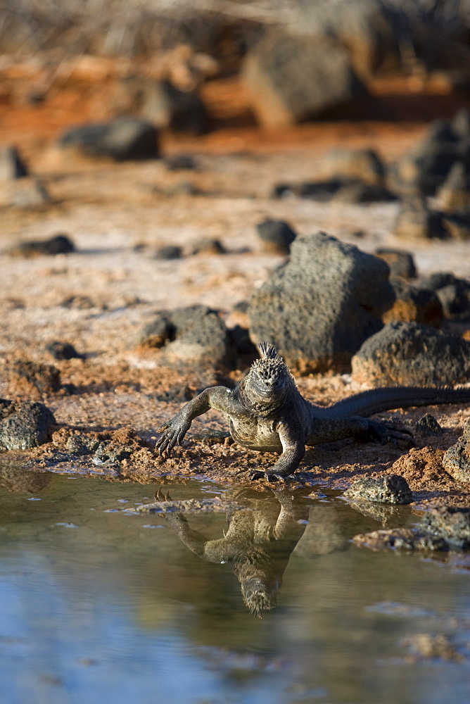 The endemic marine iguana (Amblyrhynchus cristatus) in the Galapagos Island Group, Ecuador