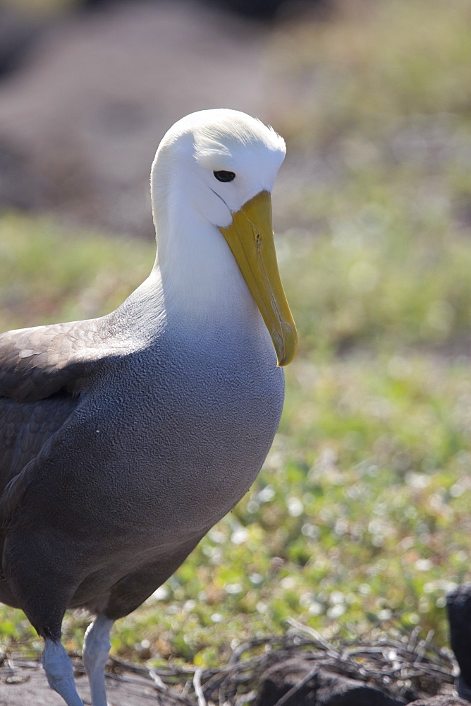 Adult waved albatross (Diomedea irrorata) on Espanola Island in the Galapagos Island Group, Ecuador. Pacific Ocean. This species of albatross is endemic to the Galapagos Islands.