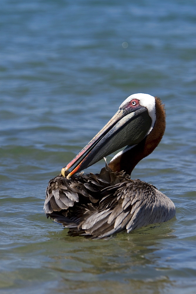 Adult brown pelican (Pelecanus occidentalis) on Bartolome Island in the Galapagos Island Group, Ecuador. Pacific Ocean.