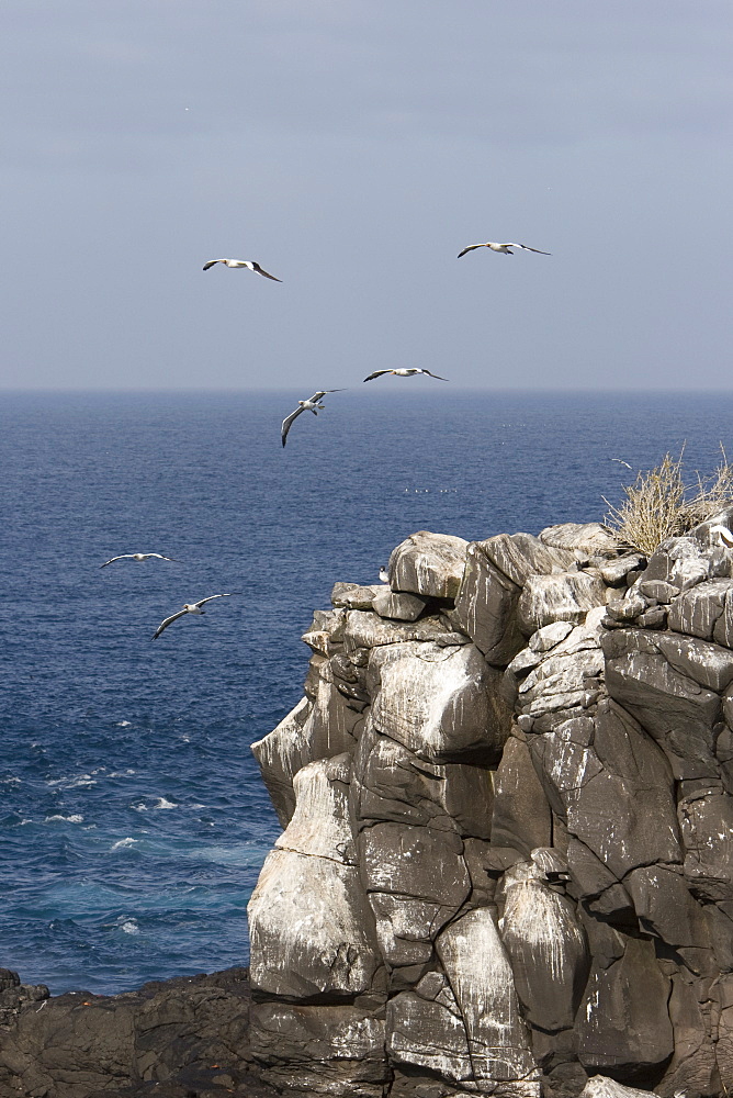 Adult Nazca booby (Sula grantii) nesting site on Espanola Island in the Galapagos Island Group, Ecuador. Pacific Ocean.