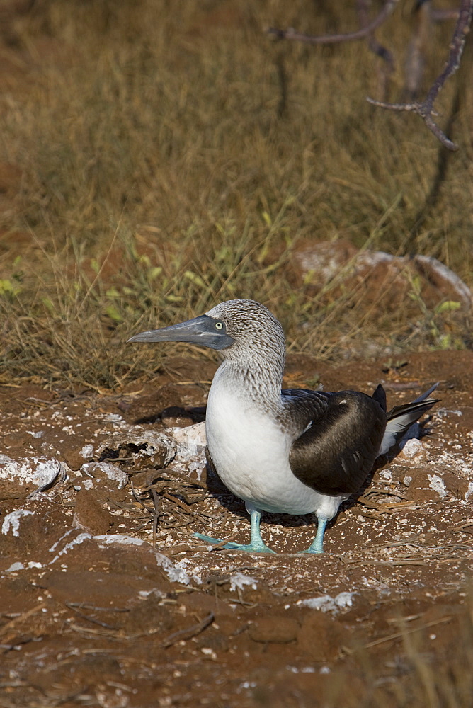 Blue-footed booby (Sula nebouxii) in the Galapagos Island Group, Ecuador. The Galapagos are a nest and breeding area for blue-footed boobies.