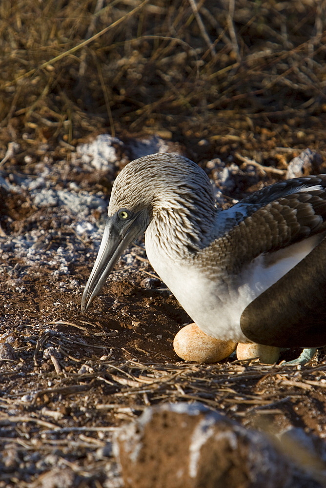 Blue-footed booby (Sula nebouxii) in the Galapagos Island Group, Ecuador. The Galapagos are a nest and breeding area for blue-footed boobies.