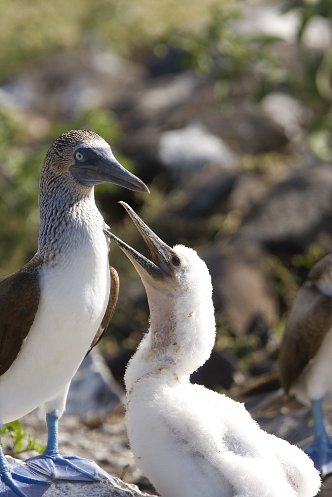 Blue-footed booby (Sula nebouxii) in the Galapagos Island Group, Ecuador. The Galapagos are a nest and breeding area for blue-footed boobies.