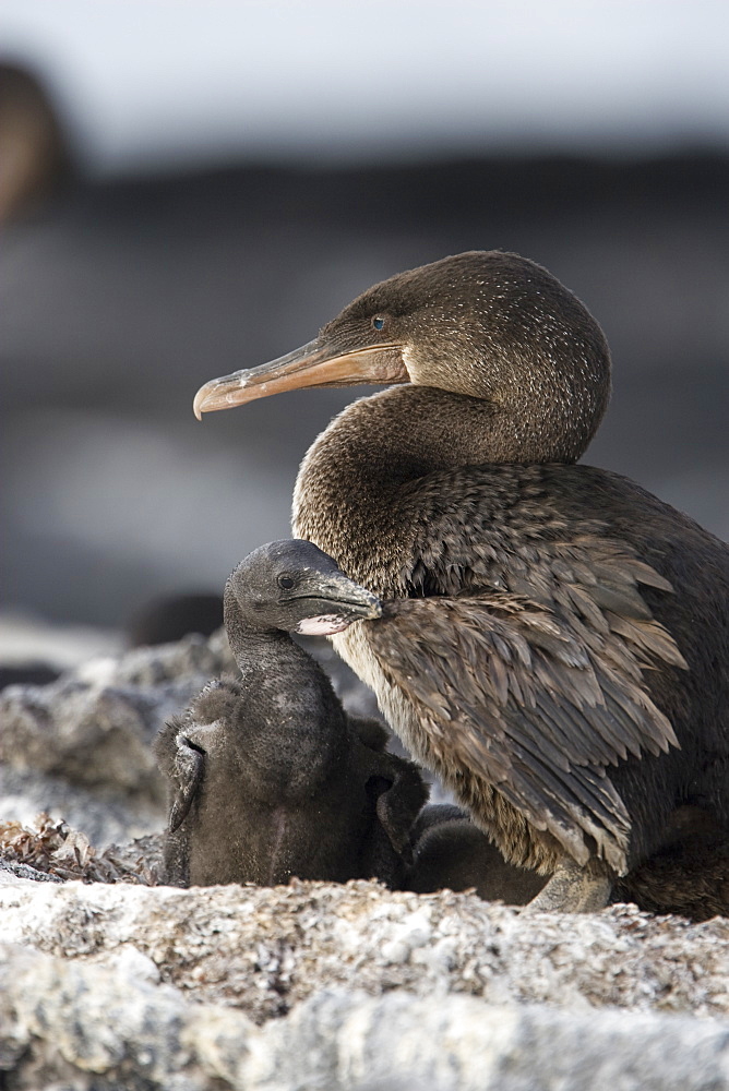 Flightless cormorant (Nannopterum harrisi) in the Galapagos Island Group, Ecuador. This Galapagos endemic cormorant has lost the ability to fly as there are no predators in the islands to prey on it.