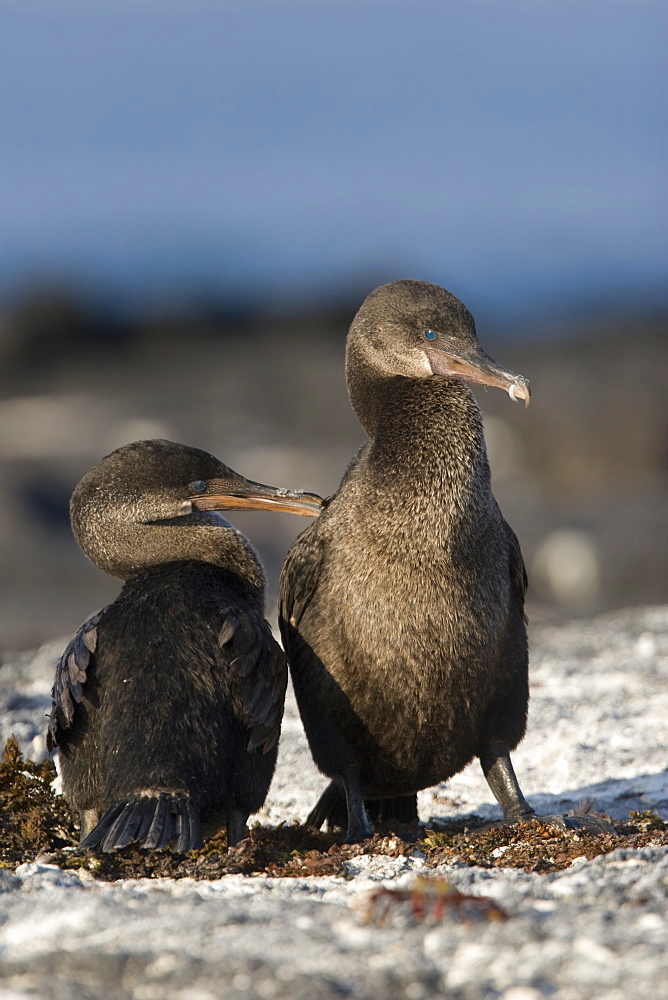 Flightless cormorant (Nannopterum harrisi) in the Galapagos Island Group, Ecuador. This Galapagos endemic cormorant has lost the ability to fly as there are no predators in the islands to prey on it.