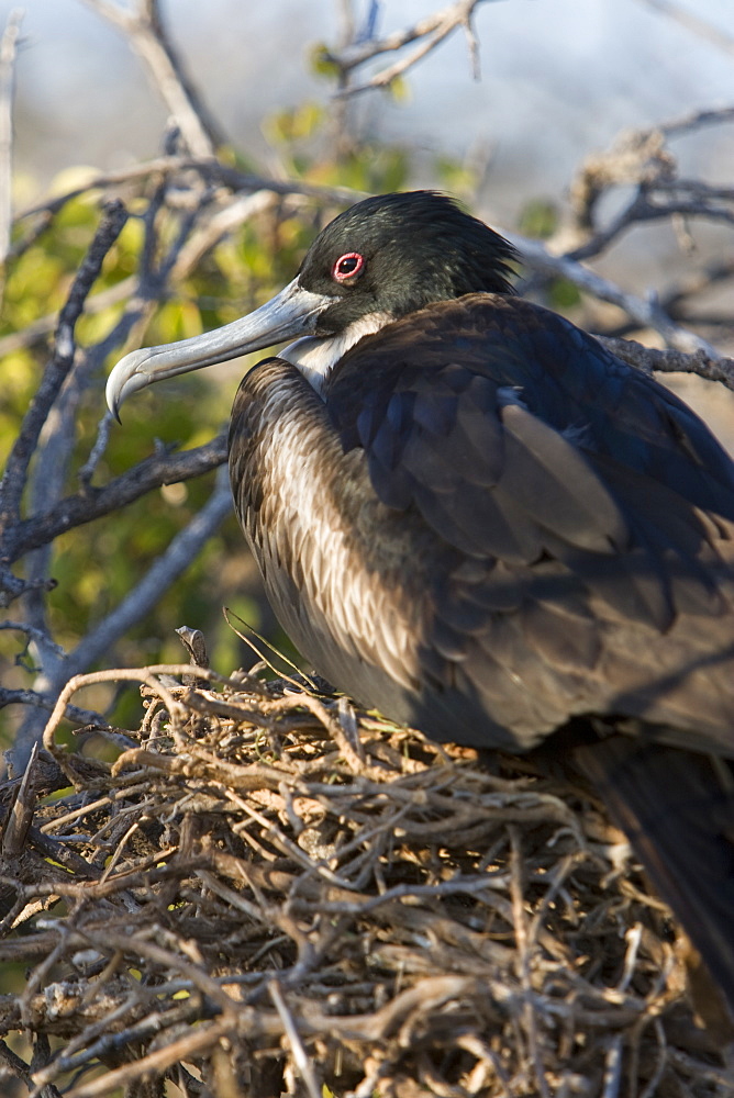 Great frigate bird (Fregata minor) nesting and breeding site on North Seymour Island in the Galapagos Island Group, Ecuador. Pacific Ocean.