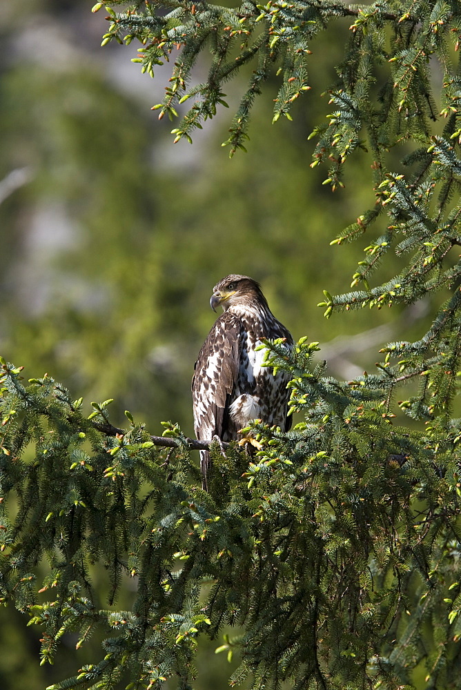 Juvenile bald eagle (Haliaeetus leucocephalus) in Takatz Bay on Baranof Island, Southeast Alaska, USA