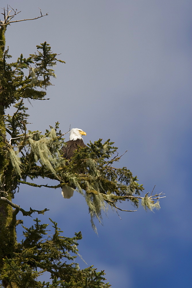 Adult bald eagle (Haliaeetus leucocephalus) in Takatz Bay on Baranof Island, Southeast Alaska, USA