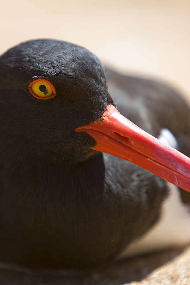 American oystercatcher (Haematopus ostralegus) along the shoreline on Bartolome Island in the Galapagos Island Group, Ecuador. Pacific Ocean.