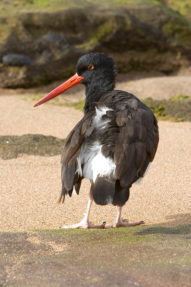 American oystercatcher (Haematopus ostralegus) along the shoreline on Bartolome Island in the Galapagos Island Group, Ecuador. Pacific Ocean.