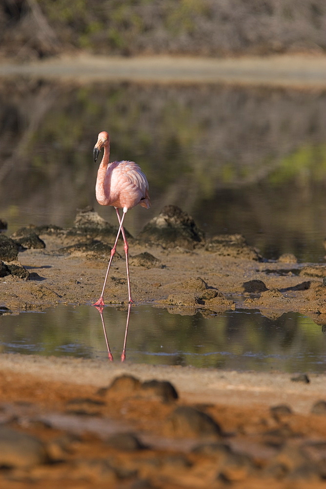 Greater flamingo (Phoenicopterus ruber) foraging for small pink shrimp (Artemia salina) in saltwater lagoons in the Galapagos Island Group, Ecuador. Pacific Ocean.