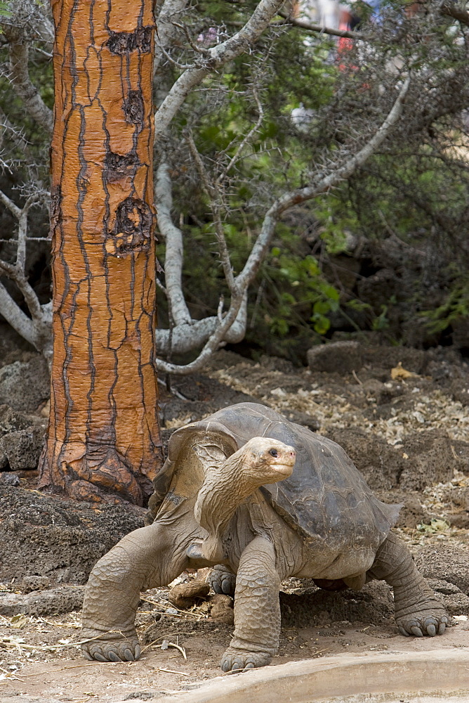 Captive Galapagos giant tortoise (Geochelone elephantopus) being fed at the Charles Darwin Research Station on Santa Cruz Island in the Galapagos Island Group, Ecuador