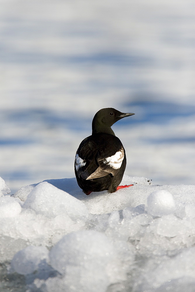 Adult black guillemot (Cepphus grylle) in summer plumage on ice in the Svalbard Archipelago in the Barents Sea, Norway.