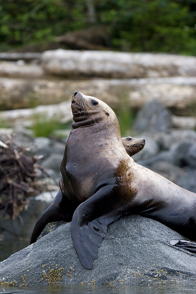 Northern (Steller) sea lion (Eumetopias jubatus) colony on sail rock in Frederick Sound, southeastern Alaska