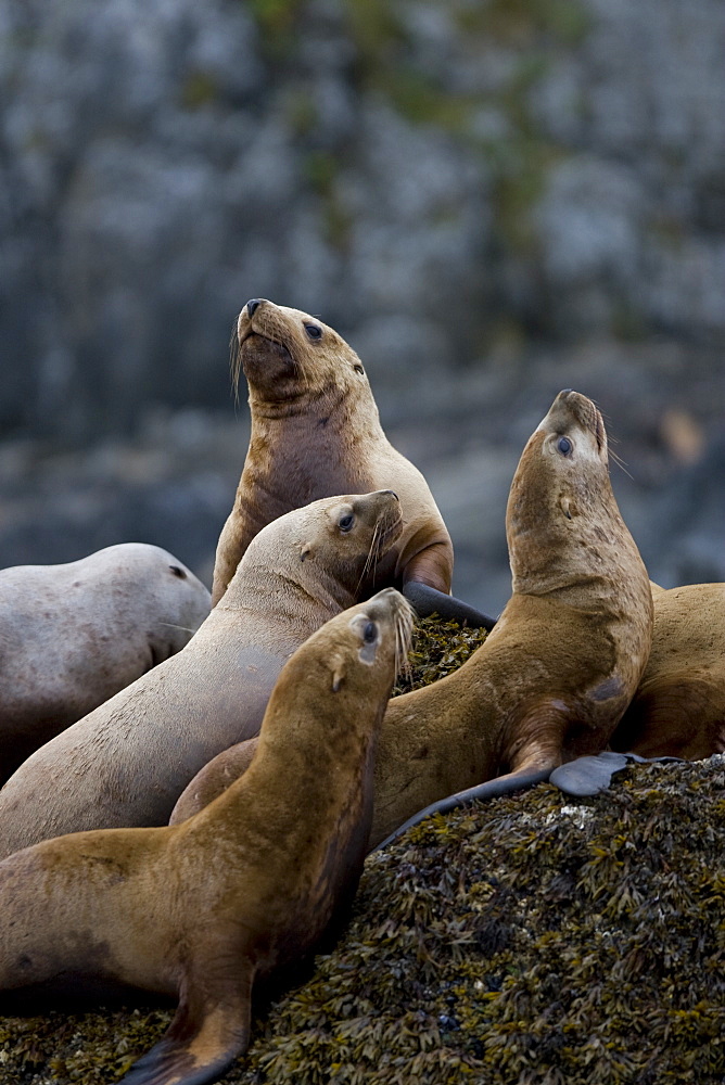 Northern (Steller) sea lion (Eumetopias jubatus) colony on sail rock in Frederick Sound, southeastern Alaska