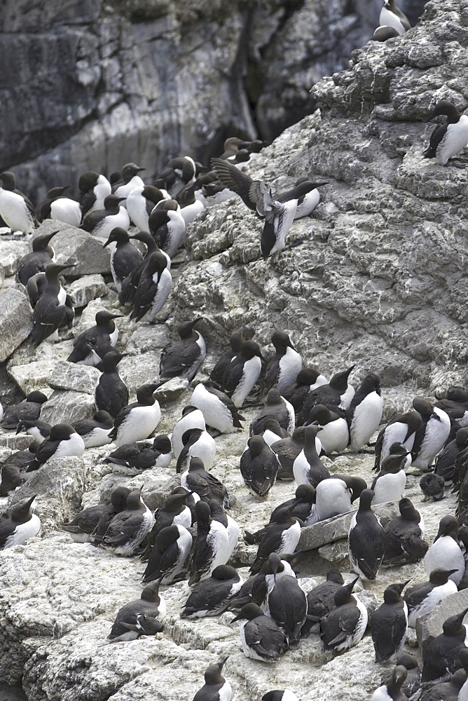 Guillemot (Uria aalge) colony with chicks ready to leave to sea.  Hebrides, Scotland