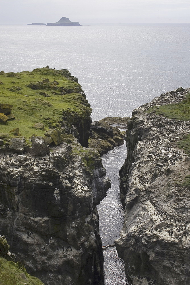 Guillemot (Uria aalge) and razorbill (Alca torda) colonies on Harp Rock, Lunga. Dutchman's Cap in background.  Hebrides, Scotland