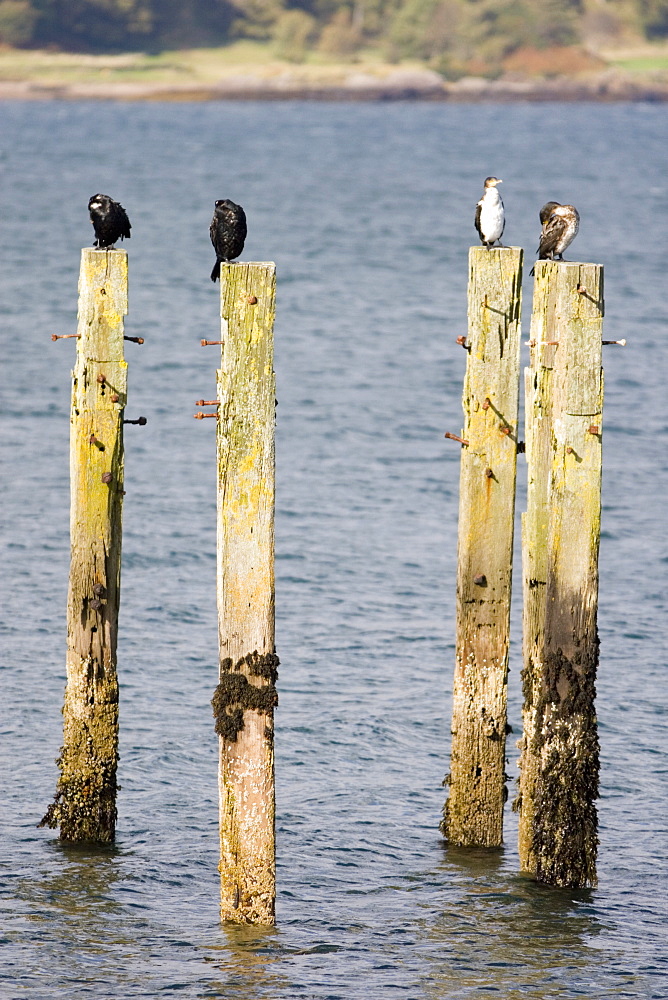 Shag (Phalacrocorax aristotelis) on old pier.  Shags use the old pier at Salen. Isle of Mull, throughout the year from which to forage in the Sound of Mull.  Hebrides, Scotland