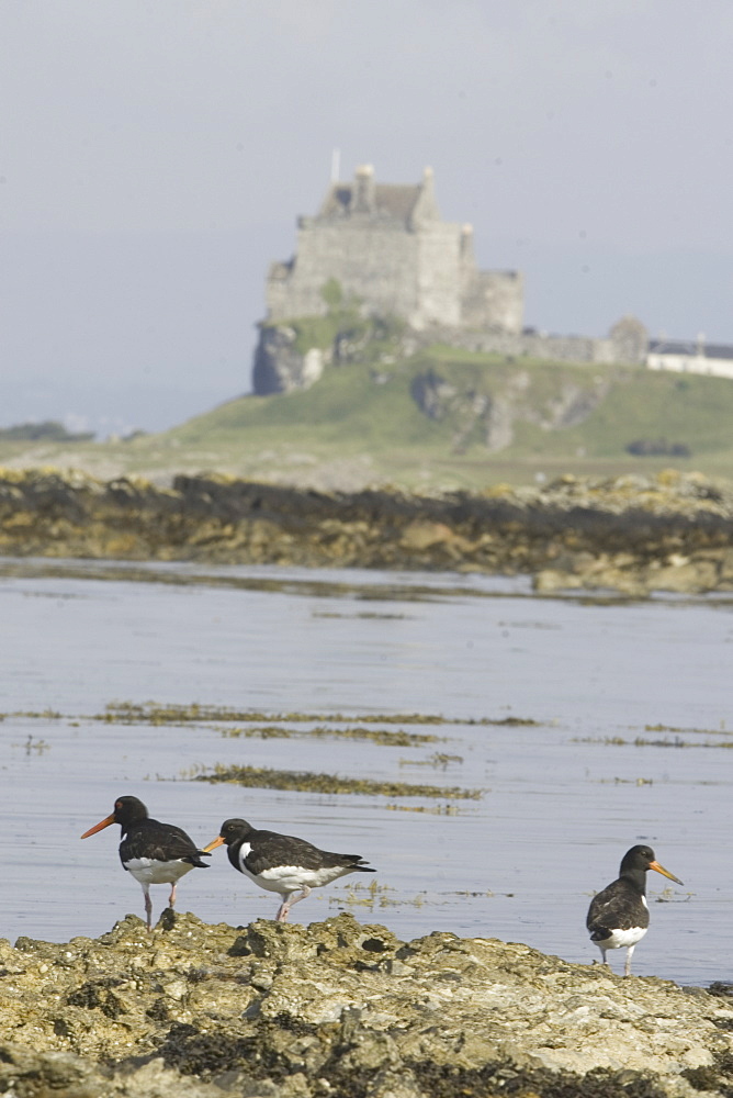 Oystercatcher (Haematopus ostralegus), Duart Castle in background.  Hebrides, Scotland