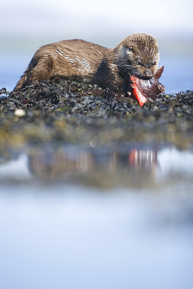 Eurasian river otter (Lutra lutra) eating a male lumpsucker (Cyclopterus lumpus) fish, also known as a sea hen or scarclagger.  Hebrides, Scotland