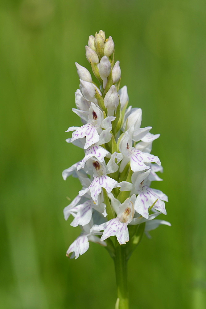 Common spotted orchid (Dactylorhiza fuchsii), pale form, flowering in a traditional hay meadow, Wiltshire, England, United Kingdom, Europe