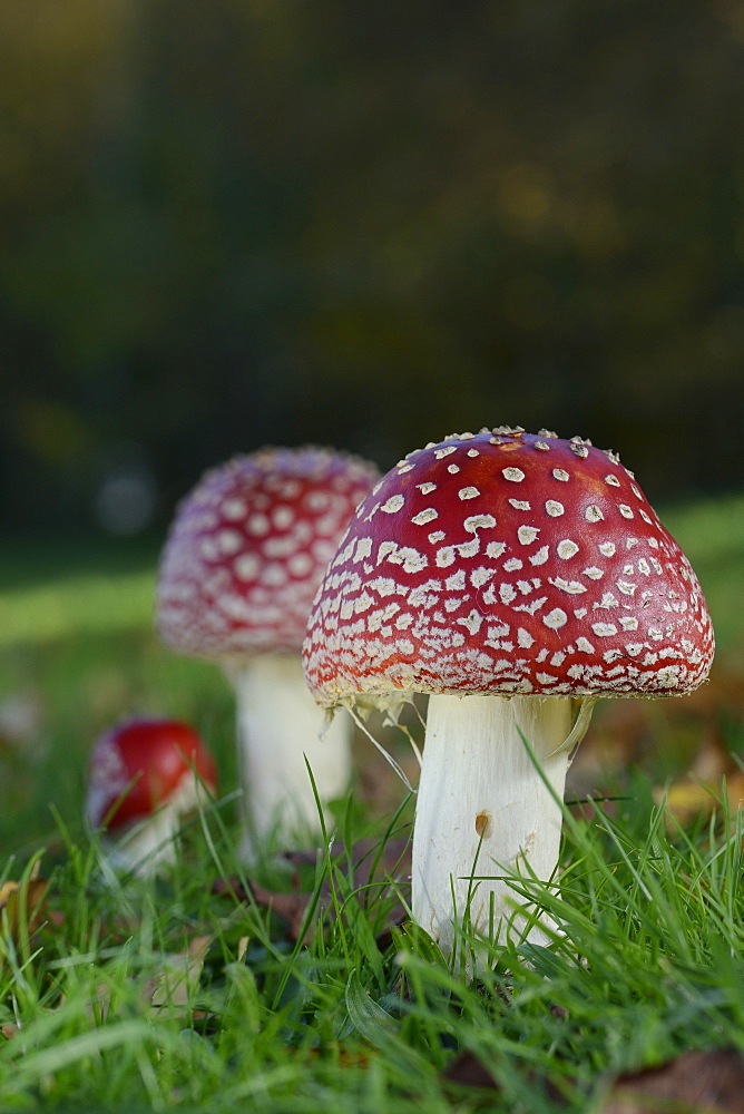 Fly agaric toadstools (Amanita muscaria) growing in grassland, Coate Water Country Park, Swindon, Wiltshire, England, United Kingdom, Europe