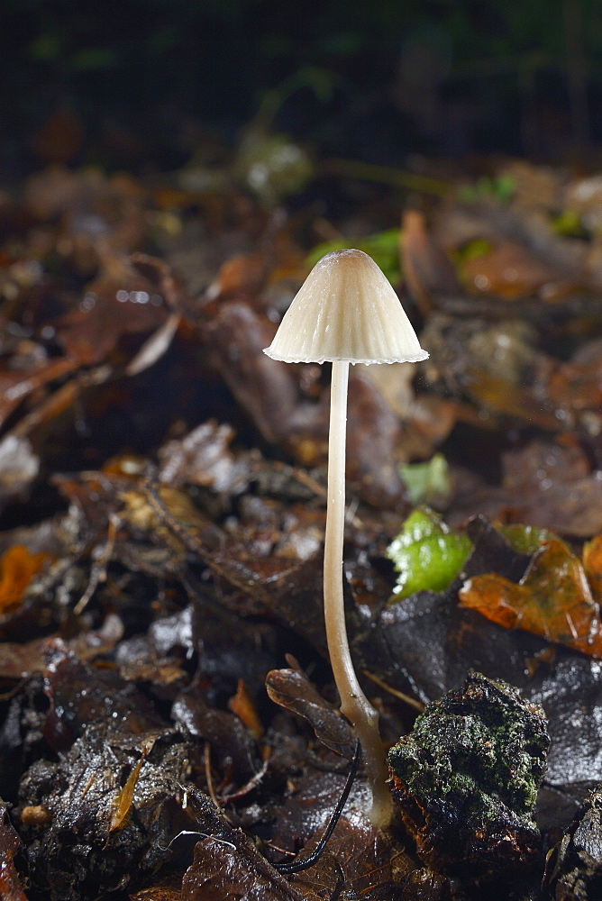 Milking bonnet fungus (Mycena galopus) emerging from woodland leaf litter in autumn, Gloucestershire, England, United Kingdom, Europe