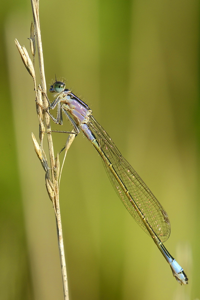 Female blue-tailed damselfly (Ischnura elegans), violet form, resting on a dried grass stem, Creech Heath, Dorset, England, United Kingdom, Europe 